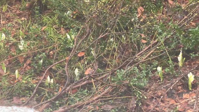入院6日目，友人からの素敵な景色のお裾分けで癒されてますの記事動画