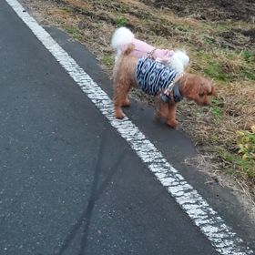 ヤバい車、怖かった〜(>0<；)の画像