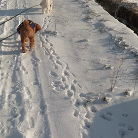 アルトくん、アグレッシブなボール遊び。の画像