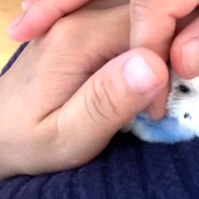 ニコニコチネッテ&ヨハン、ご機嫌ポッポちゃん！の画像