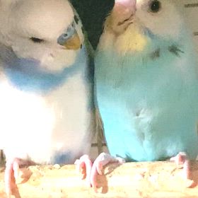 チネッテとブリギッテの画像