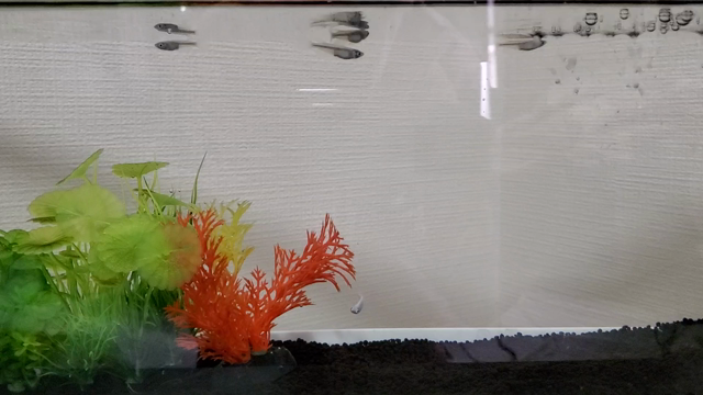 また…メダカ買っちゃったの記事動画
