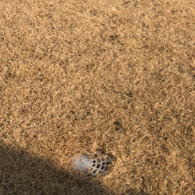 ビスケとサッカー その3の画像