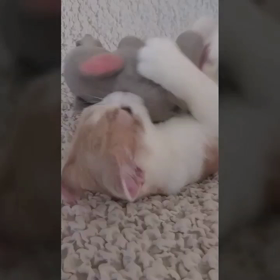 おはようございます昨日の夜は猫と戯れていやされましたよ☺️✨✨✨✨の画像