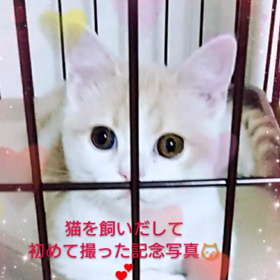 すっかり猫バカになってしまいましたよ笑の画像