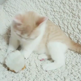 今日はお昼から、最近飼いだしたペットの仔猫と遊んでいましたよんﾂ⤴️の画像