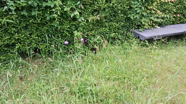 丹波篠山で野点の記事動画