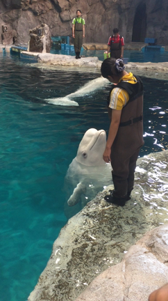 名古屋港水族館編の記事動画