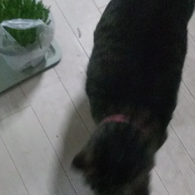 健気なの画像