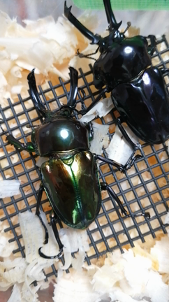 144　【　動画あり　ピカールパープル　産卵結果　】果たして…　ニジイロクワガタの記事動画