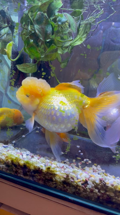 メタボな金魚の記事動画