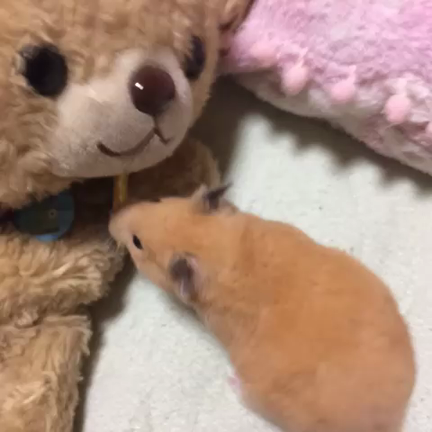 ❁）あさのことすき(*･ω･*)？の記事動画