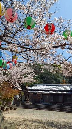 八幡さんの後は大日寺にも✨️の記事動画