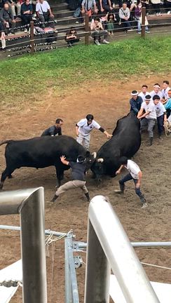 牛の角突き(闘牛)観覧！の記事動画