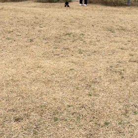 ちょこまかちょこまかの画像