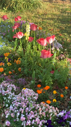 公園のお花でセルフラブの記事動画