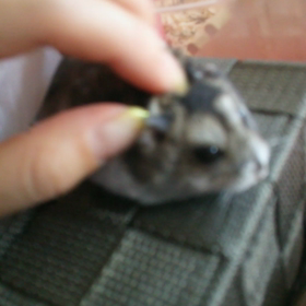 chipさん大特集wwの画像