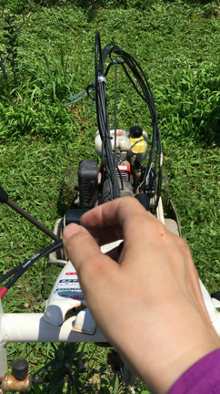 大粒ブルーベリーの時期が来ましたの記事動画