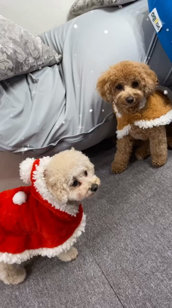 クリスマス ´-の記事動画
