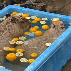 今年もお世話になりましたの画像