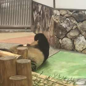 彩浜ちゃん再び☆その３の画像