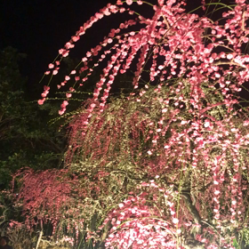 なばなの里☆しだれ梅園☆19時半の画像