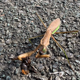 カマキリの画像
