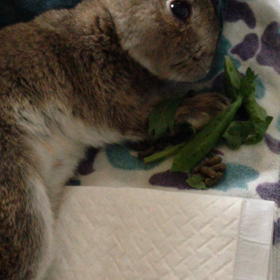 お食事タイムの画像