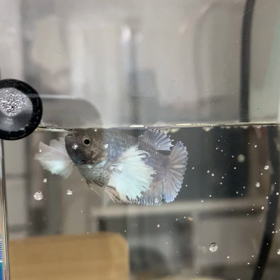 我が家のお魚さんの画像