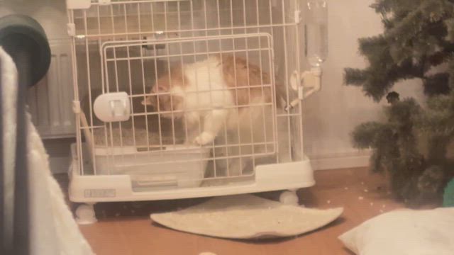 いたずら猫の記事動画