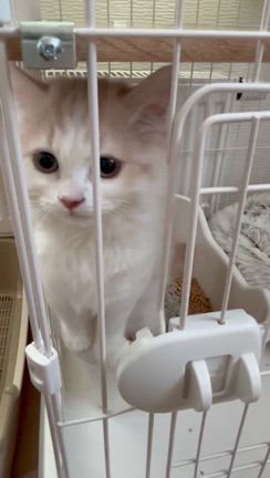 飼い主が罹ってしまう重い病の記事動画