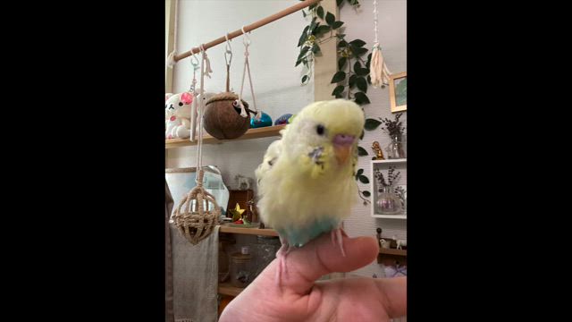おじさんのマウンティングの記事動画