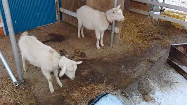 雪やこんこんの記事動画