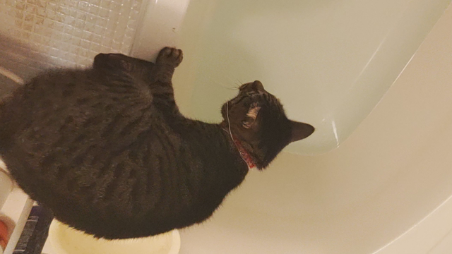 猫なのに入浴の記事動画