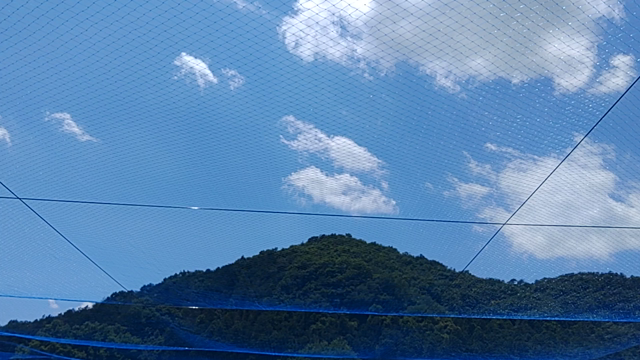 気持ち良い日差し。開園一週間前！！の記事動画