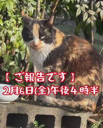外猫 三毛猫 保護 家猫になった | あしながねこ