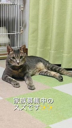 ねこページ3月後半注文 譲渡会参加猫】スズちゃん | あしながねこ