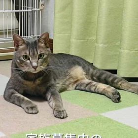 譲渡会参加猫】スズちゃん | あしながねこ