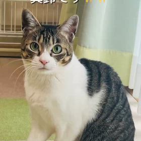 譲渡会参加猫】真鈴ちゃん | あしながねこ