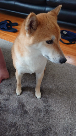 あずきの記事動画