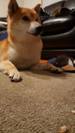 犬、猫になるの記事動画