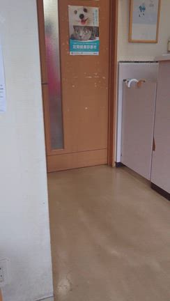 あずき様の記事動画