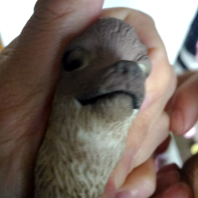 シュール過ぎるおもちゃの画像