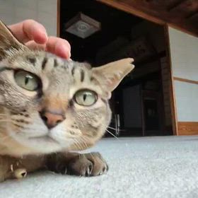 人生初の手術を終えての画像
