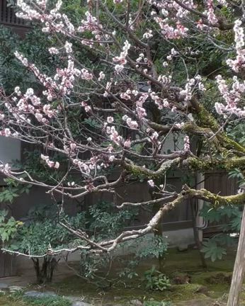 2025/03/16の記事動画
