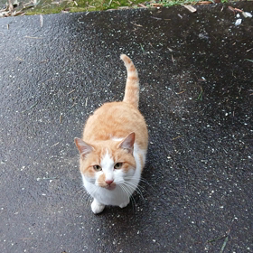 野良猫の画像