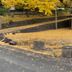 阿蘇〜下城の大イチョウ〜の画像