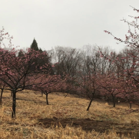 南阿蘇〜河津桜 2018. 3.20〜の画像