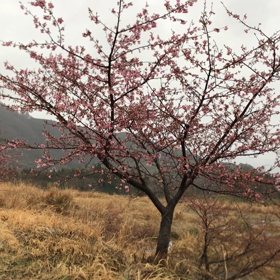 南阿蘇〜河津桜〜の画像