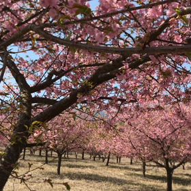 阿蘇〜桜〜の画像